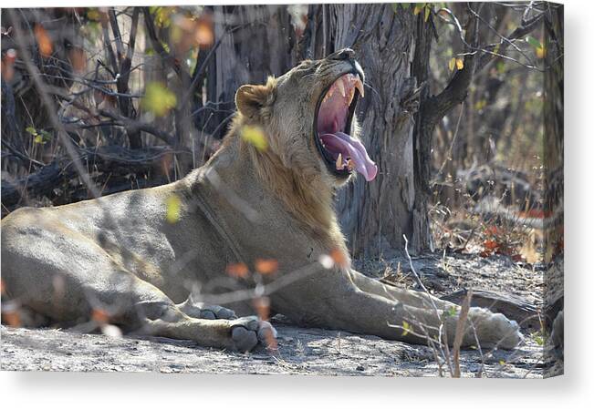 Lion Canvas Print featuring the photograph Lion's Yawn by Ben Foster