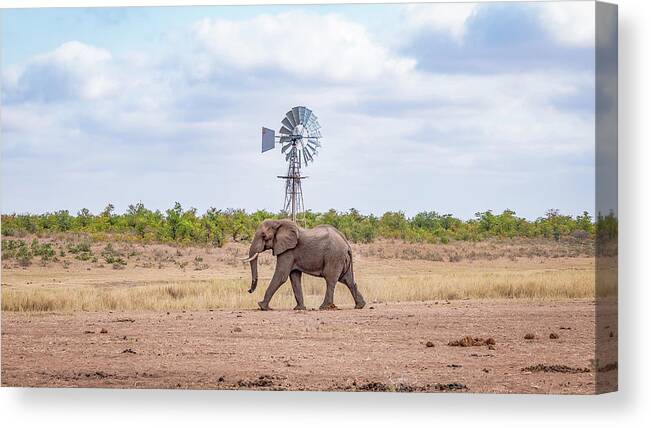 Elephant Canvas Print featuring the photograph Lonely Bull by Hamish Mitchell