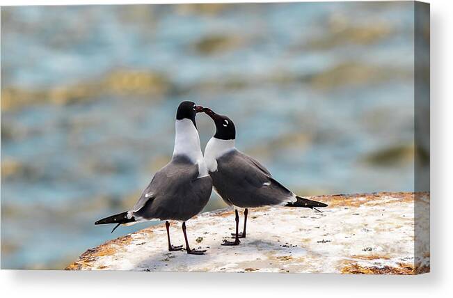 Love Canvas Print featuring the photograph Love Birds by Dheeraj Mutha