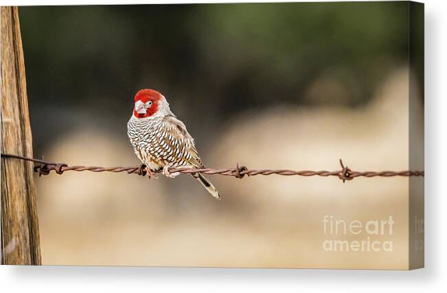 Finch Canvas Print featuring the photograph Male red-headed finch, Namibia by Lyl Dil Creations