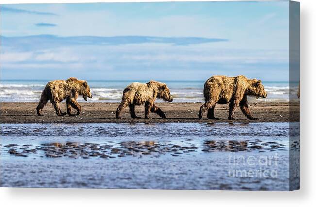 Bear Canvas Print featuring the photograph Mama bear and her two cubs on the beach by Lyl Dil Creations