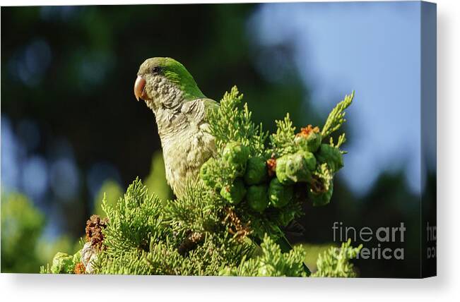 Ara Canvas Print featuring the photograph Monk Parakeet Perched on a Tree by Pablo Avanzini