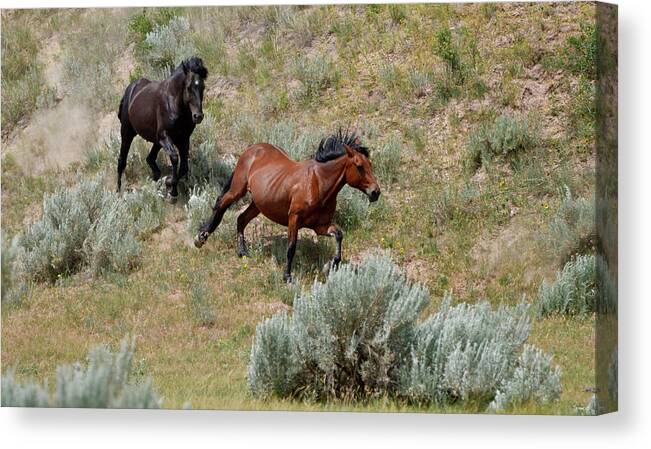 Mustangs Of The Badlands-1474 Canvas Print featuring the photograph Mustangs Of The Badlands-1474 by Gordon Semmens