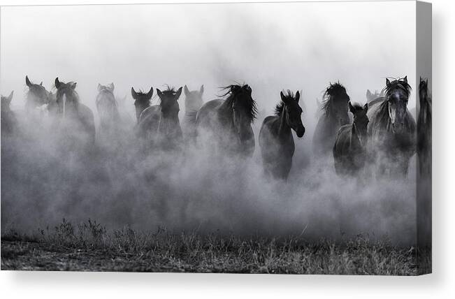 Horses Canvas Print featuring the photograph Mustangs by Yavuz Pancareken