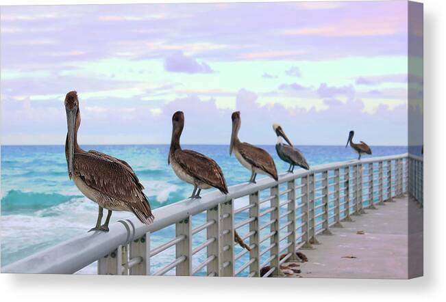 Pelican Canvas Print featuring the photograph Ocean Watching by Iryna Goodall