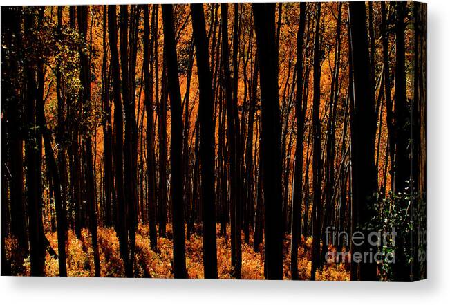 Darkness Canvas Print featuring the photograph October Forest by Julia McHugh