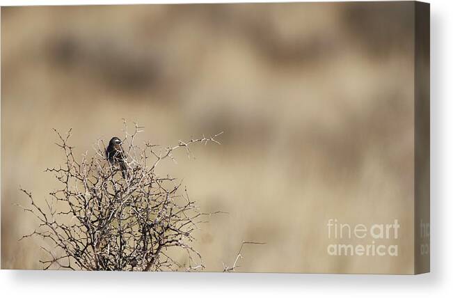 Bird Canvas Print featuring the photograph On The Lookout by Robert WK Clark