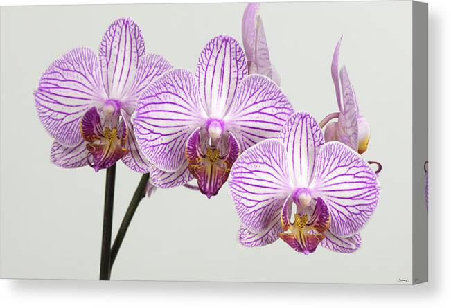 Orchid-2017-34 Canvas Print featuring the photograph Orchid-2017-34 by Gordon Semmens