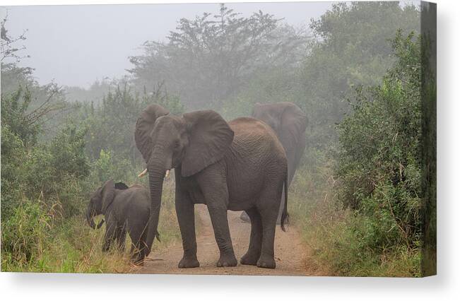 Hluhluwe-imfolozi Park Canvas Print featuring the photograph Out of the Fog in Hluhluwe by Marcy Wielfaert