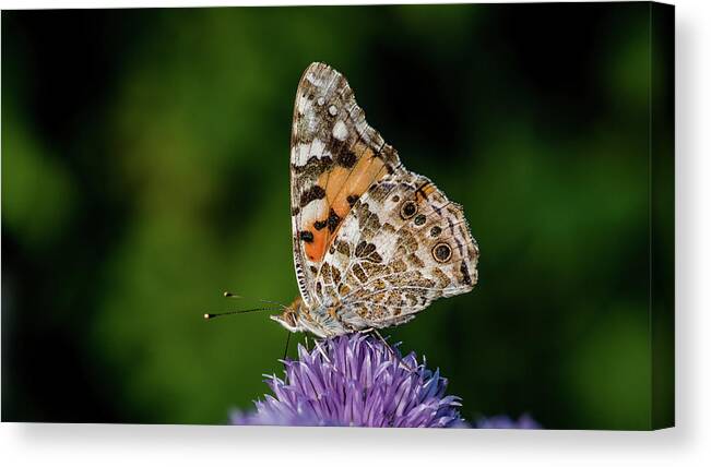 Painted Lady Iii Canvas Print featuring the photograph Painted Lady III by Torbjorn Swenelius