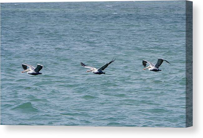 Richard Reeve Canvas Print featuring the photograph Pelican Flight by Richard Reeve