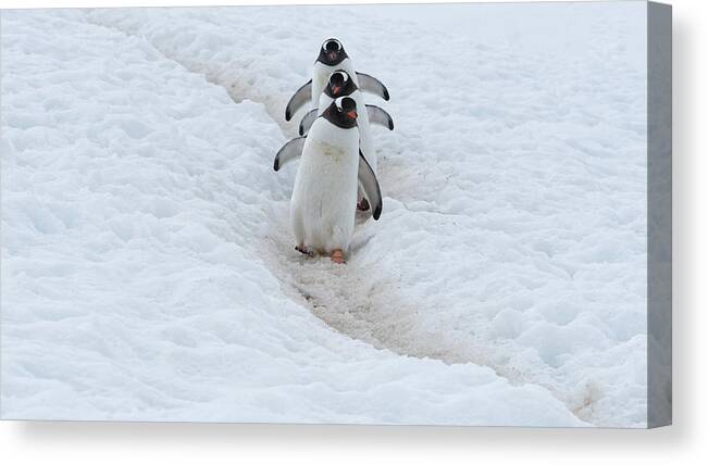 Antarctica Canvas Print featuring the photograph Penguin Highway by Kahi