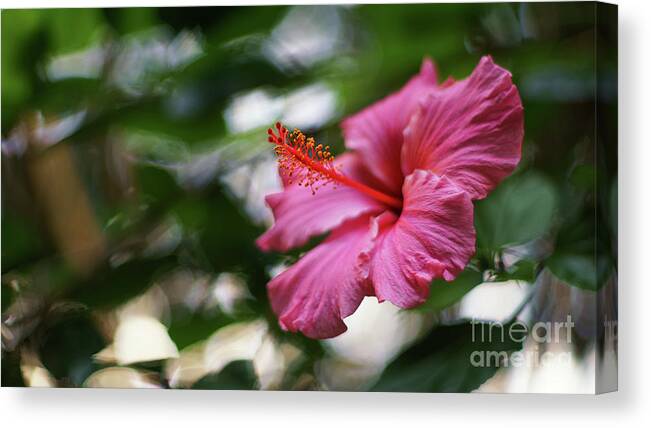 Beautiful Canvas Print featuring the photograph Pink Hibiscus Flower by Pablo Avanzini