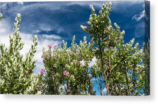 Purple Sage Canvas Print featuring the photograph Purple Sage and Sky by Ivars Vilums