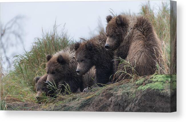 Wildlife Canvas Print featuring the photograph "mom Is There" by Siyu And Wei Photography
