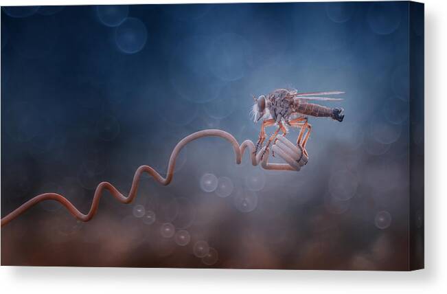 Macro Canvas Print featuring the photograph Ready To Fly by Hendy Mp