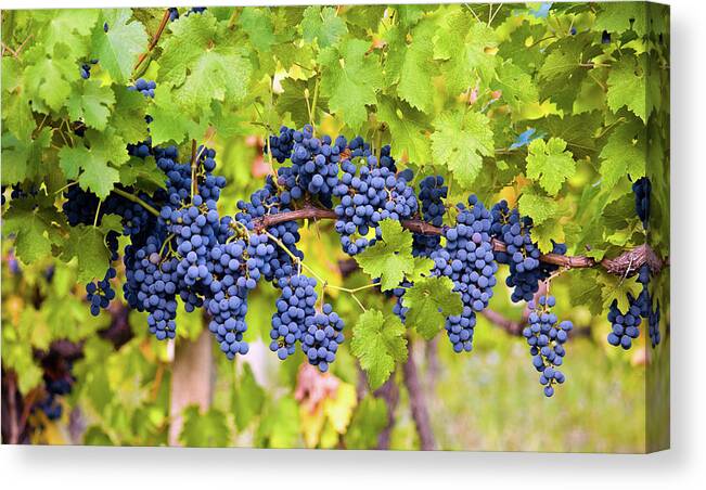 Pinot Noir Grape Canvas Print featuring the photograph Red Grape by Bamby-bhamby