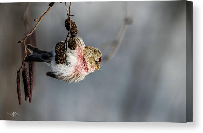 Redpoll On The Alder Twig Canvas Print featuring the photograph Redpoll hanging on the alder twig searching for seed in the cone by Torbjorn Swenelius