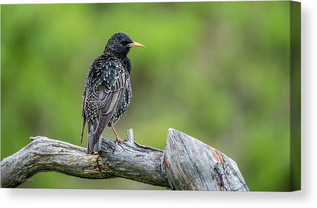 Starlings Canvas Print featuring the photograph Showy Starling perching on the old pine branch by Torbjorn Swenelius