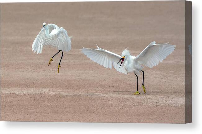 Snowy Egret Canvas Print featuring the photograph Snowy Egret Chase 5470-080919 by Tam Ryan