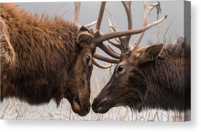 Elk Canvas Print featuring the photograph Sparring Buddies by Holly Ross