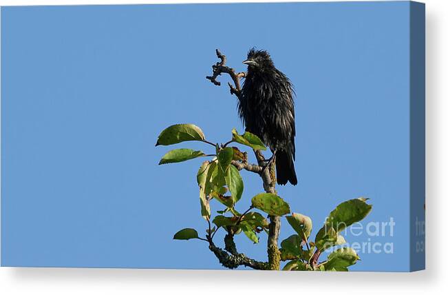Fauna Canvas Print featuring the photograph Spotless Starling Perched on a Tree Blue Sky by Pablo Avanzini