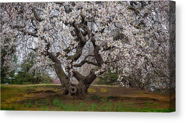 Washington Canvas Print featuring the photograph Spring In DC 2 by Robert Fawcett