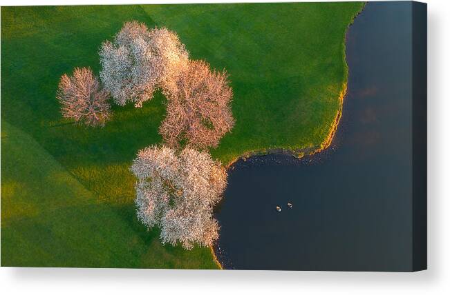Trees Canvas Print featuring the photograph Spring Morning by Mei Xu