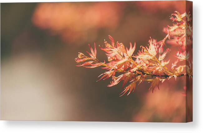  Canvas Print featuring the photograph Spring or Fall by Dheeraj Mutha