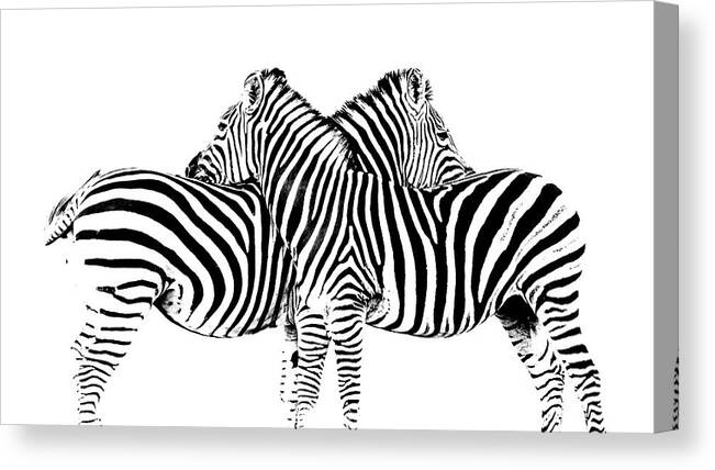 Zebra Canvas Print featuring the photograph Stripes by Hamish Mitchell