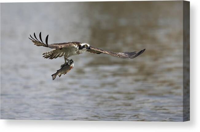 Fish Canvas Print featuring the photograph Successful Catch by Phillip Chang