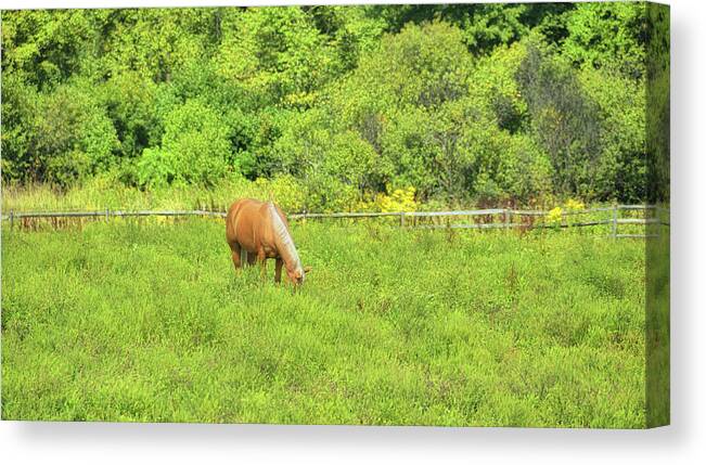 Barn Canvas Print featuring the photograph Summer Gold by Dressage Design