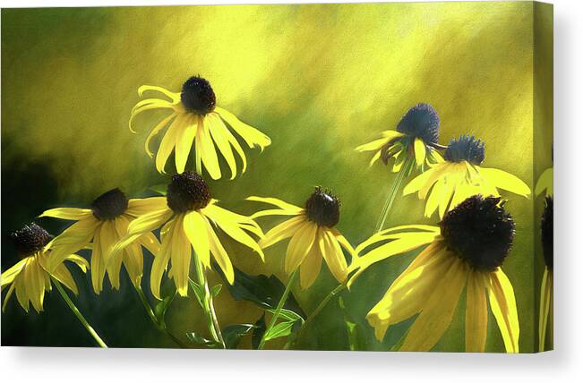 Black Eyed Susan Canvas Print featuring the photograph Sunshine On Black Eyed Susan by Leslie Montgomery