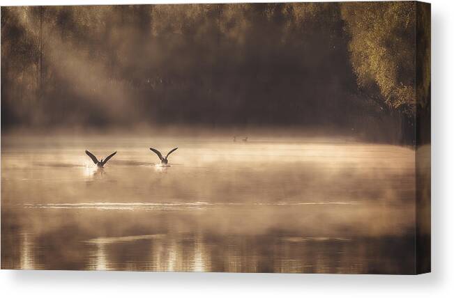 Panorama Canvas Print featuring the photograph The Early Morning Ducks by Peter Dewever
