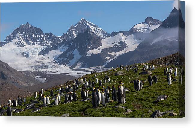 Panorama Canvas Print featuring the photograph The Eden Of Penguins by Annie Poreider