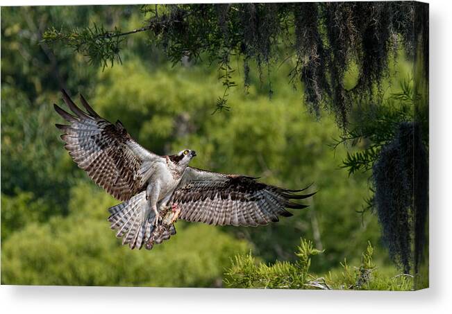 Osprey Canvas Print featuring the photograph The Girl Has A Fish ! by Alfred Forns