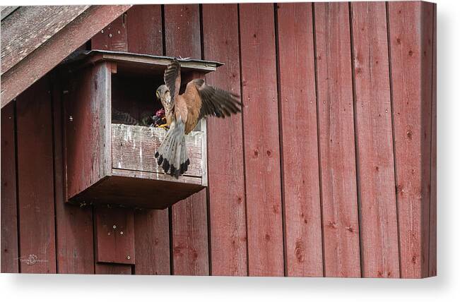 Kestrel Canvas Print featuring the photograph The male Kestrel deliver a fresh vole by Torbjorn Swenelius