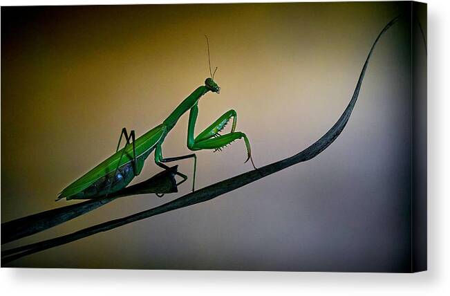 Nature Canvas Print featuring the photograph The Praying Mantis by Riccardo Mazzoni