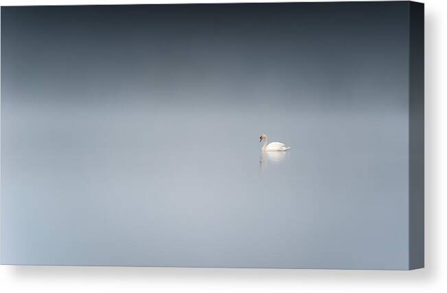 Swan Canvas Print featuring the photograph The Sad Swan by Benny Pettersson