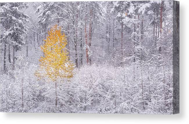 Winter Canvas Print featuring the photograph Transition by Ales Krivec