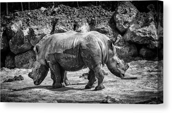 Rhino Canvas Print featuring the photograph Tte  Queue by Fabrice Montagna