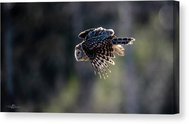 Ural Owl Canvas Print featuring the photograph Ural owl flying against the light to catch a prey by Torbjorn Swenelius