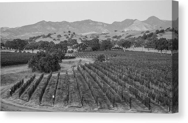 B&w Canvas Print featuring the photograph Vineyard in California by John McGraw