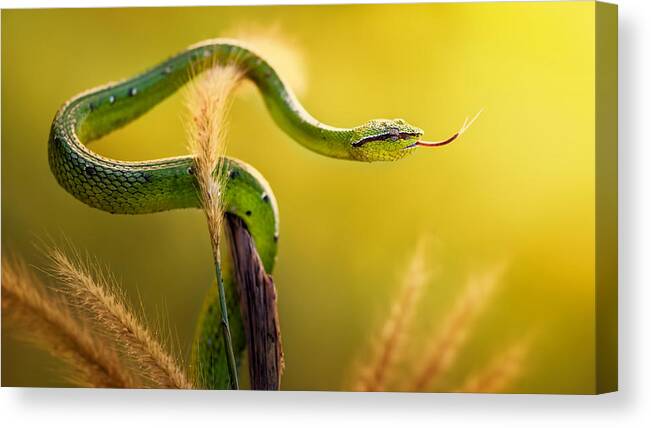 Animals Canvas Print featuring the photograph Viver Borneo by Rooswandy Juniawan