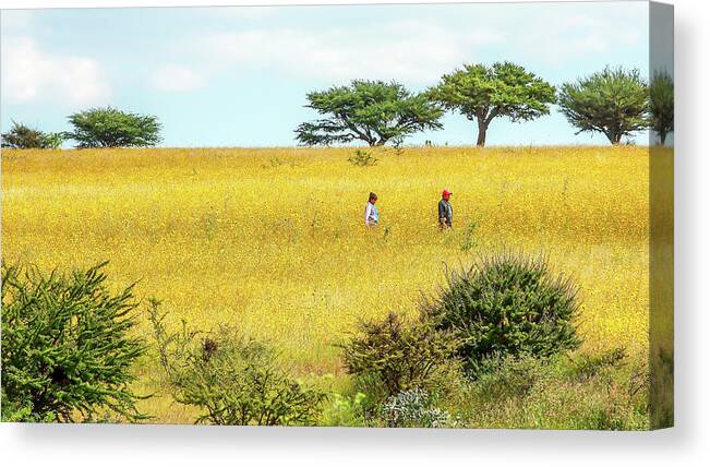 Sunflower Field Canvas Print featuring the photograph Walking in a Sunflower Field by Robert McKinstry