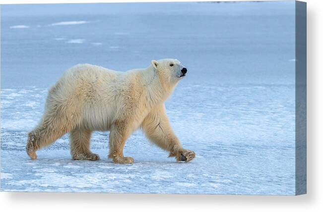 Bear Canvas Print featuring the photograph Walking On Iced Lake by Alessandro Catta