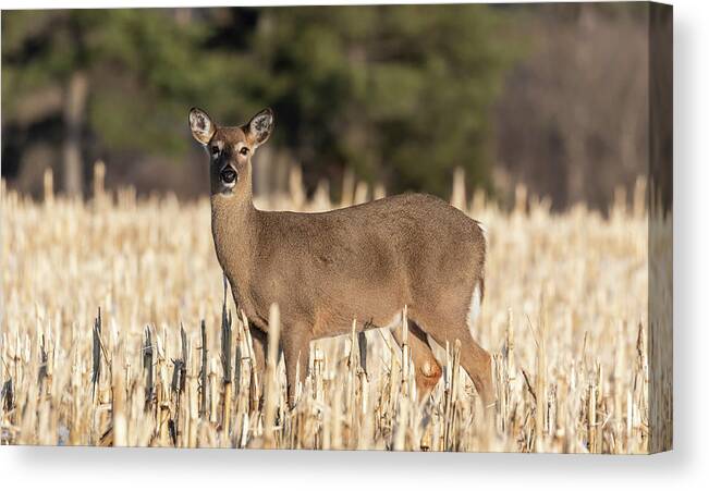 White-tailed Deer Canvas Print featuring the photograph White-tailed Deer 2019-1 by Thomas Young