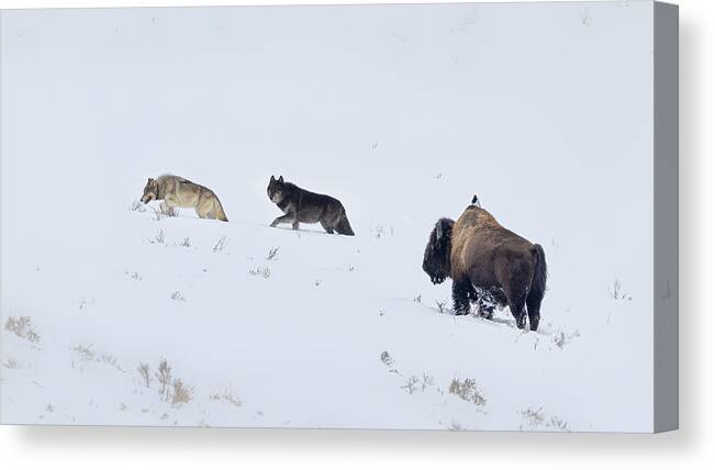 Wolf Canvas Print featuring the photograph Wolves In Yellowstone by Siyu And Wei Photography