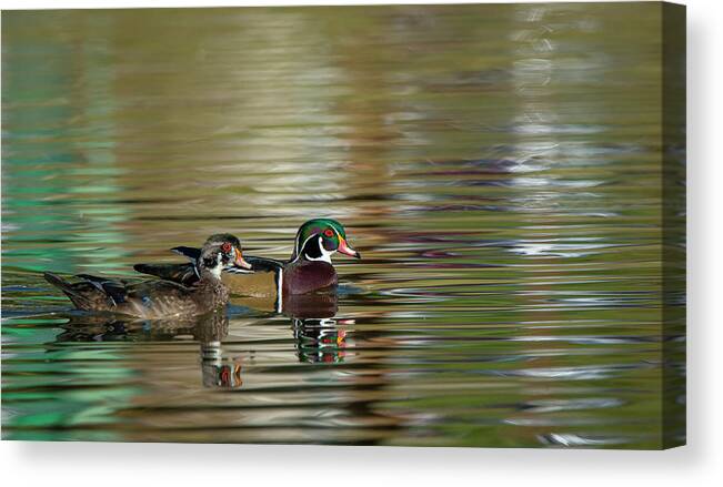 Wood Duck Canvas Print featuring the photograph Wood Ducks by Rick Mosher