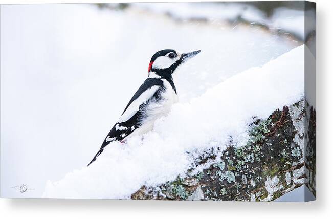Woodpecker On Snow Canvas Print featuring the photograph Woodpecker on a snowy branch by Torbjorn Swenelius